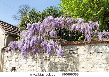 Wisteria Woody Climbing Flowering Vine Plants In Normandy France In Spring