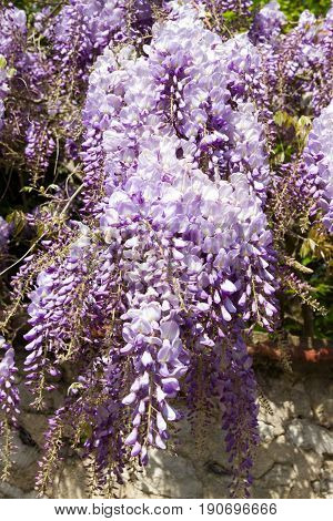 Wisteria Woody Climbing Flowering Vine Plants In Normandy France In Spring