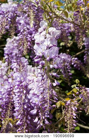 Wisteria Woody Climbing Flowering Vine Plants In Normandy France In Spring