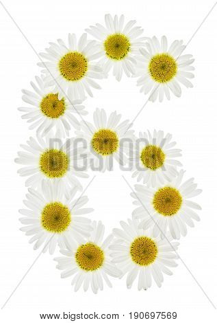 Arabic Numeral 6, Six, From White Flowers Of Chamomile, Isolated On White Background