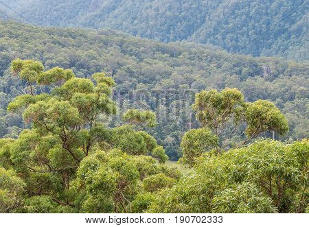 eucalyptus trees growing in Gondwana rainforest in Springbrook National Park, Queensland, Australia