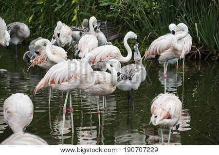 Flamingos Have Arrived In San Climente, Buenos-aires State, Argentina