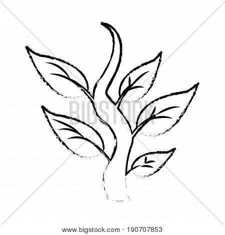 plant steam leaves nature botanical icon vector illustration