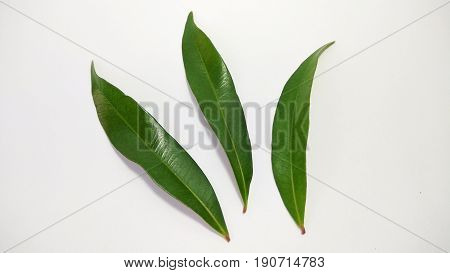 leaf tree photo element stock close up
