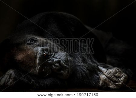 Portrait of adult male gorilla in funny position shoving middlefinger.
