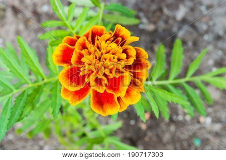 Tagétes with flower orange with green leaves on the background of the earth