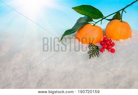 Christmas fruit in snow - orange red berries viburnumi and green leaf in snow before Christmas in sunny winter afternoon against the blue sky