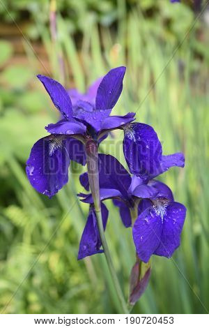 Garden with pretty blooming Siberian Iris flowers.