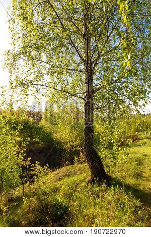 Birch Forest In Sunlight In The Morning