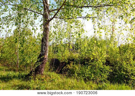Birch Forest In Sunlight In The Morning