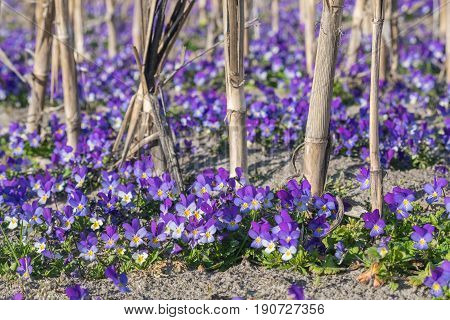 Many purple pansies bloming in a field