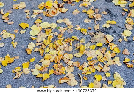 Fallen ash tree autumn leaves on background of gray asphalt road