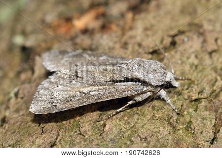Grey Dagger Moth - Acronicta psi
Moth on log