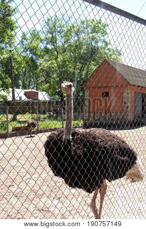 The Ostrich In The Cage