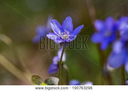 Blue Liverworts Flowers In Close Up