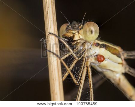 A Beautiful Close-up Portrait Of A Beautiful Damselfly