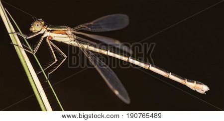 A Beautiful Close-up Portrait Of A Beautiful Damselfly