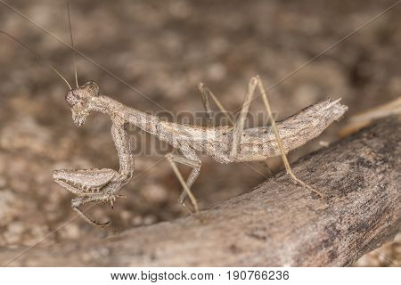 A Close-up Portrait Of A Mantis