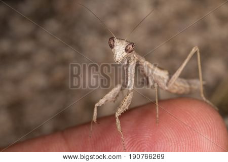A Close-up Portrait Of A Mantis