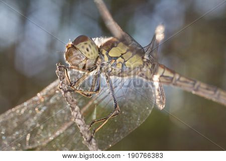 A Beautiful Dragonfly Close Portrait