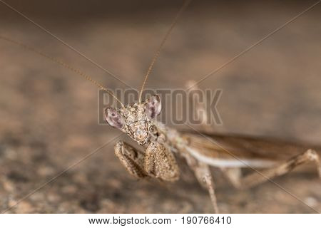 A Close-up Portrait Of A Mantis