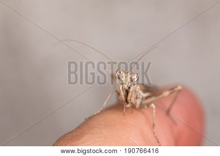A Beautiful Ameles Decolor On My Hand