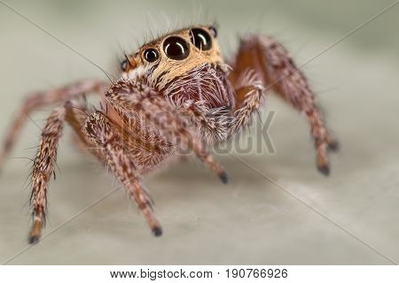 A Closeup Of A  Beautiful Spider