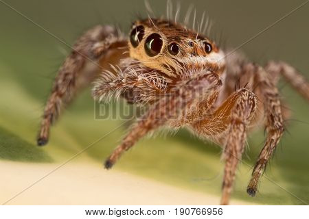 A Closeup Of A  Beautiful Spider