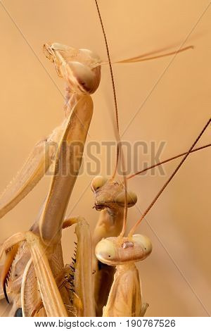 A close-up portrait of two males mantis and one female