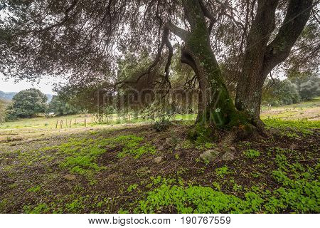 Millenary Olive Tree