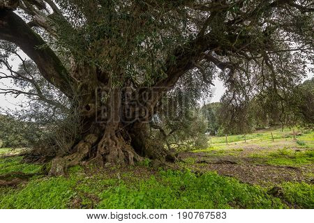 Millenary Olive Tree
