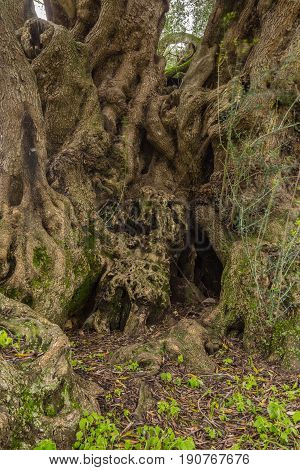 Millenary Olive Tree
