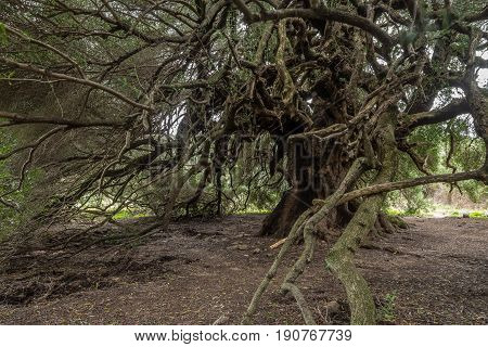 Millenary Olive Tree