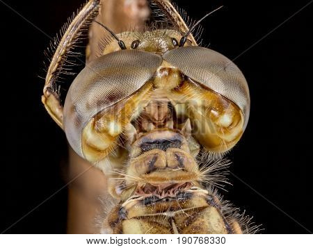 A close up of a beautiful dragonfly in the field