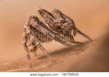 A beautiful and tiny spider Philodromus sp