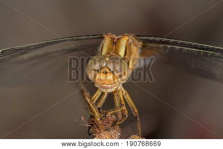 A beautiful dragonfly close portrait Orthetrum coeroluscens anceps