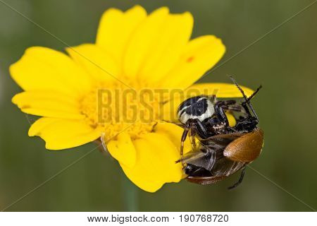 A beautiful napoleon spider eating insect prey
