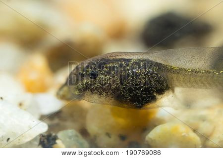 Tiny Tadpole Of A Toad