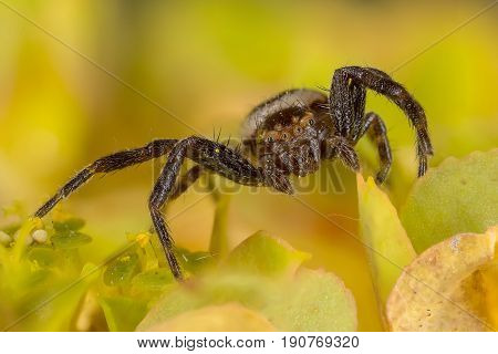 A close up of Napoleon spider portrait
