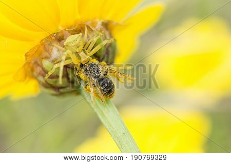 A Beautiful Spider Eating Insect Prey