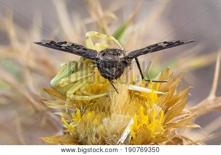 A Beautiful Spider Eating Insect Prey