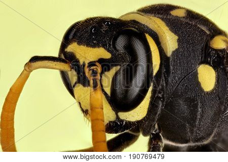 Paper Wasp Portrait
