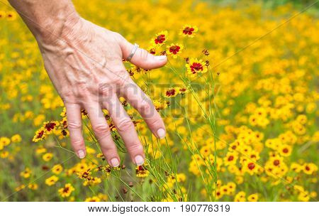 Horizontal photo of the back of a mature caucasian woman's hand brushing bright yellow and red wildflowers in a field of the same wildflowers