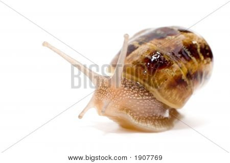 Commun europæiske sneglen (Helix Aspersa)