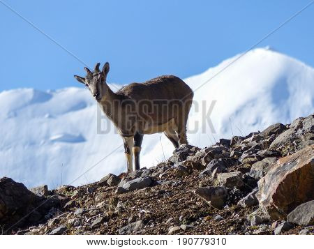 The mountain goat - Snow capped Annapurna in background - Annapurna Circuit Trek in Nepal