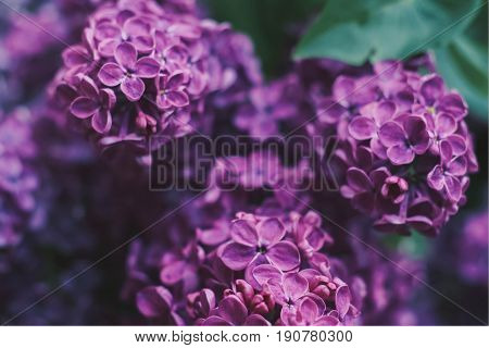 Purple lilac flowers close-up, lilac petals, Bouquet of lilac flowers