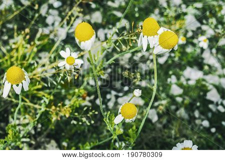 Heads of daisies. Summer flowers. Yellow flowers. Chamomile. Spring field. Summer Flowers