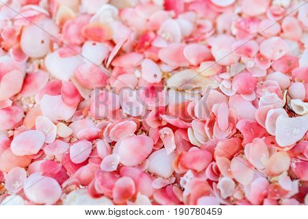 Pink sand beach on Barbuda island in Caribbean made of tiny pink shells, close up photo