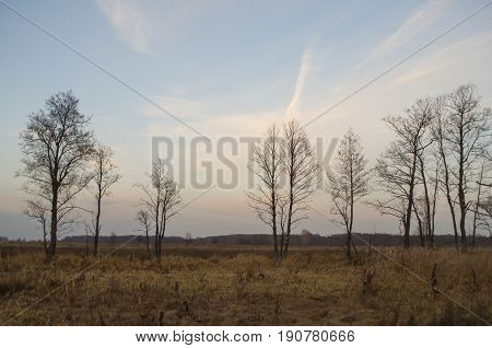 Naked trees and dry grass in the autumn evening meadow