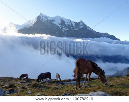 Morning under Nilgiri mountain - horses in pasture - Annapurna Circuit Trek in Nepal